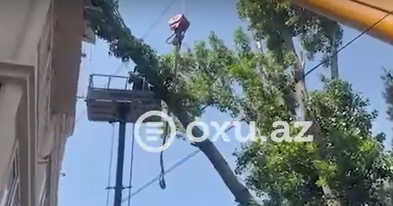 Bakıda beşmərtəbəli binanın üzərinə aşan iri ağac budağı kəsilərək götürüldü VİDEO