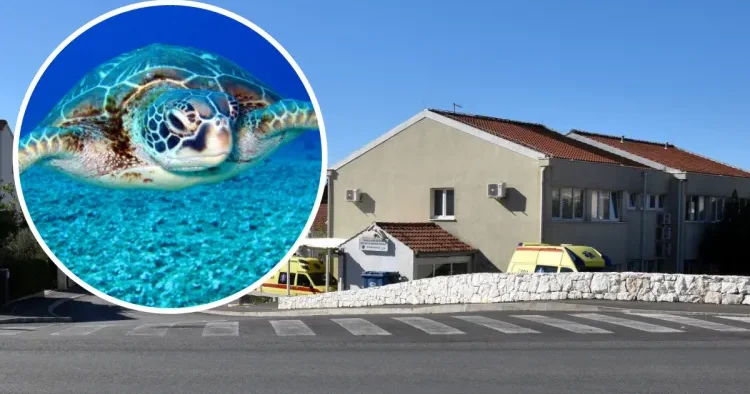 Dəniz tısbağası üç nəfəri YARALADI