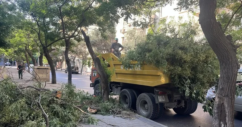 Küləkli hava ilə bağlı Bakıda aşan ağacların sayı MƏLUM OLDU FOTO