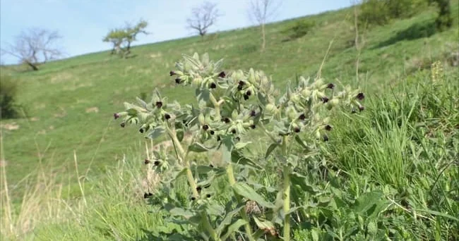 Xalq arasında sevgi çiçəyi kimi tanınan qara nonea (nonea pulla) bitkisinin insan sağlamlığına hansı faydaları var? Video