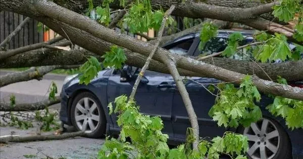 Külək ağacı avtomobilinizin üzərinə aşırdı? Sığorta bunun pulunu ödəyirmi?