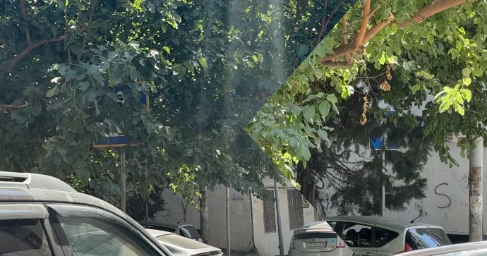 Yol nişanları budaqların, kol kosun arasında itib; sürücülər cərimələnir VİDEO
