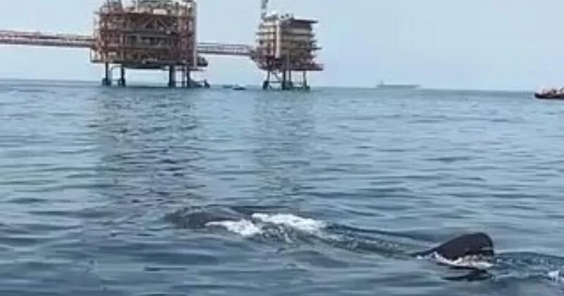 У нефтяных вышек заметили акулу ВИДЕО