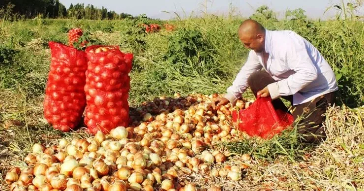 Fermer məhsul yetişdirir, amma niyə qazana bilmir? Problemin səbəbi