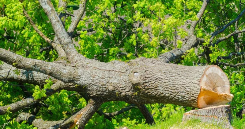 Bakıda və İmişlidə ağacların qanunsuz kəsilməsi faktları aşkarlanıb