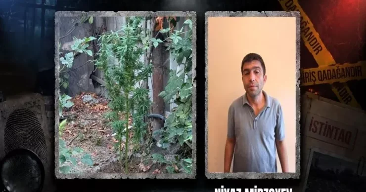 Göycayda əhali nar yetişdirir, bu narkotik YAXALANDI