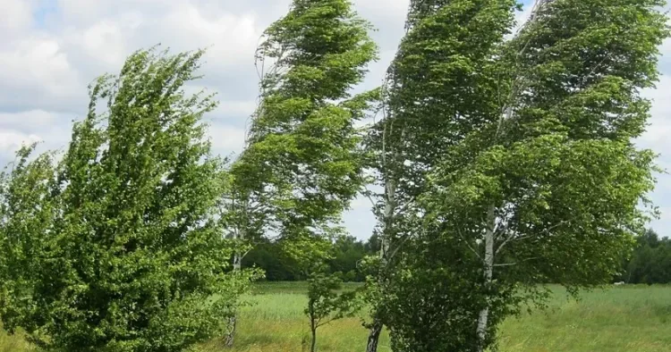Küləkli hava ilə bağlı iki nəfər xəsarət alıb