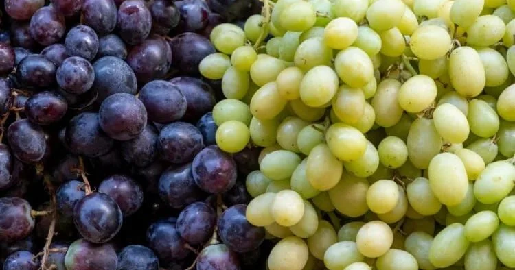 Ağ və ya qara üzüm? Biri daha faydalıdır