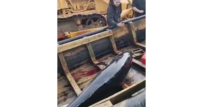Рыбаки на Сахалине поймали огромного тунца ВИДЕО