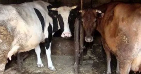 Kəndlilərin mal qarası hara yoxa çıxır? DİN dən AÇIQLAMA