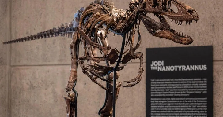 Nanotirannın skeleti Nyu Yorkda keçirilən hərracda 47 milyon dollara satılıb