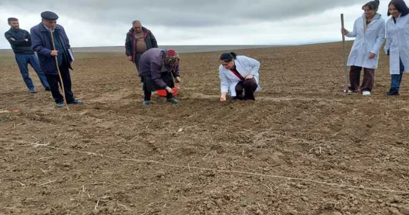Buğdanın perspektivli seleksiya materiallarının yaradılması ilə bağlı tədqiqat aparılır
