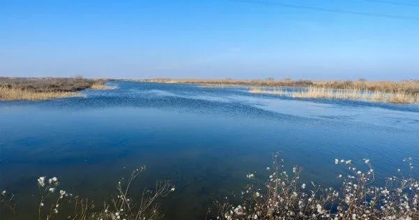 Воду из Ширванского оросительного канала направят в озеро Гаджигабул ПРИЧИНА
