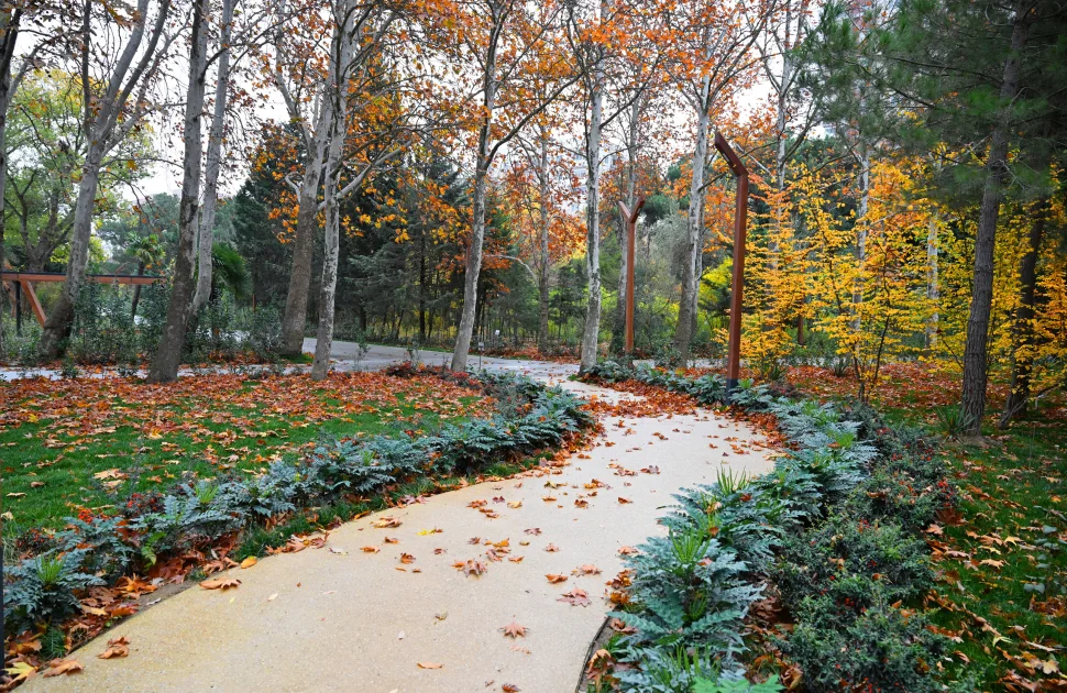 Küləkli hava ilə bağlı sarı xəbərdarlıq FOTO