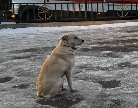 İt 4 gündür buzun altında qalan sahibini gözləyir FOTO