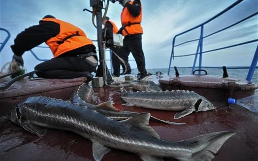 Xəzərdə nərə balıqlarının ovlanmasına qoyulan qadağanın ləğvi gözlənilmir Yeni Gündəm