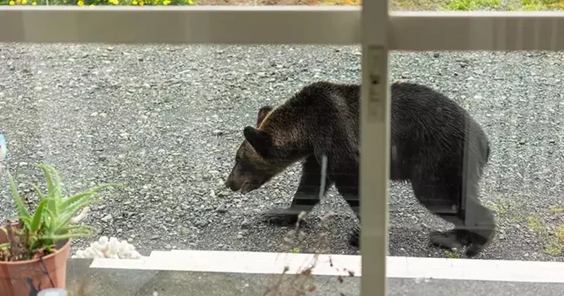 Ağlasığmaz hadisə! Tualetdən çıxan yaşlı adama ayı hücum etdi