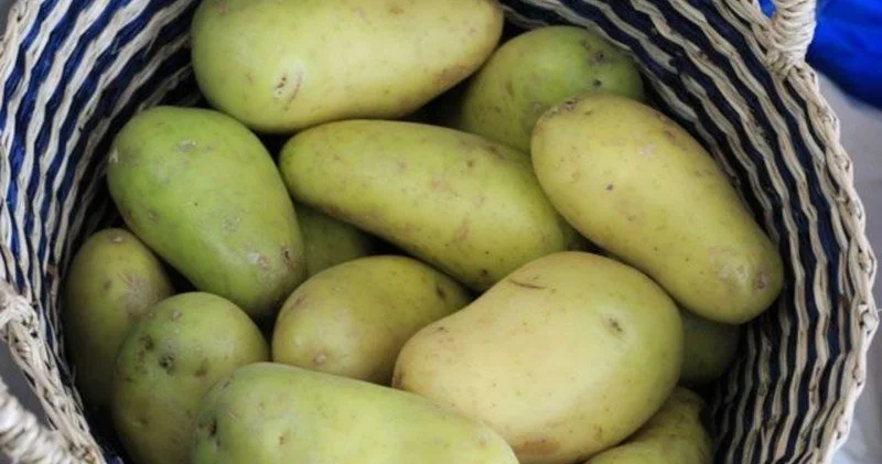 Professordan kartof xəbərdarlığı Ölə bilərsiniz...