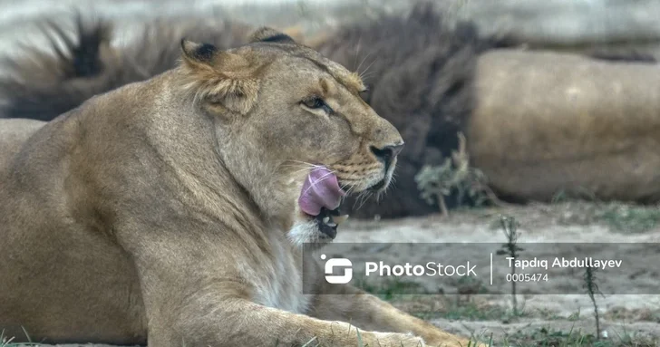 Трагический инцидент в Индии: азиатские львы атаковали детей у национального парка