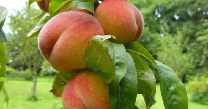 Şaftalı ixracından əldə olunan gəlir 62% yüksəlib