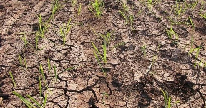 Fermerlər mütləq sığortaya cəlb olunmalıdır KOMİTƏ SƏDRİ