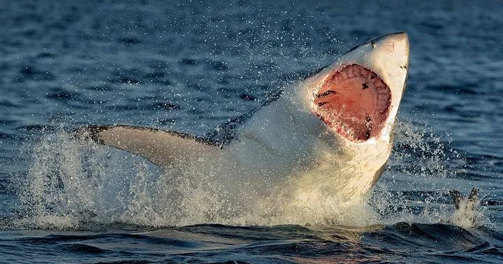 Акула убила туристку на пляже Крауди Бэй в Австралии