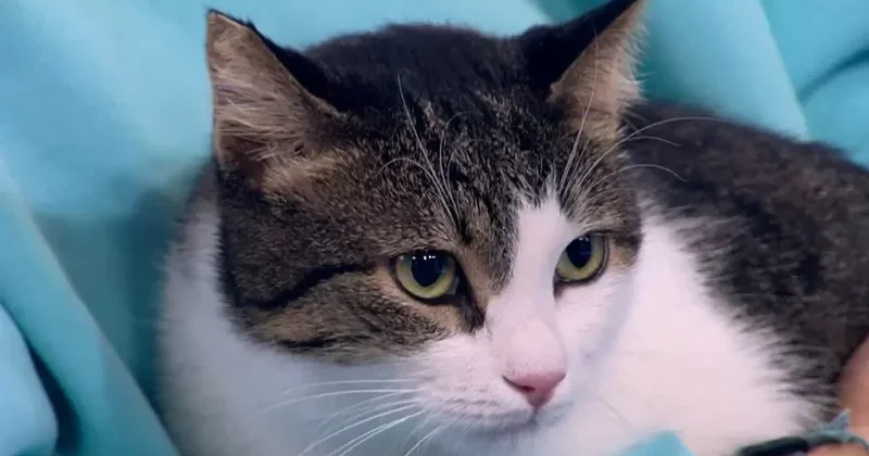 Все современные европейские домашние кошки прибыли из Африки