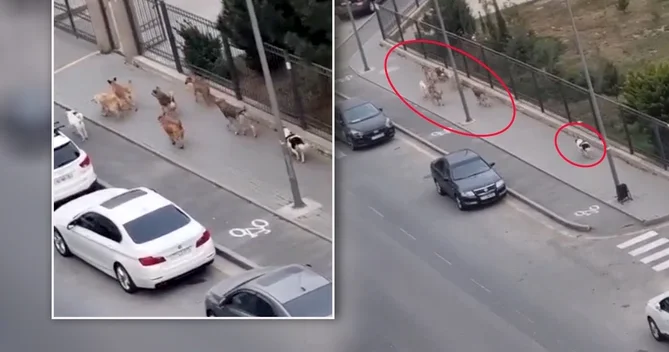 Bakıda məktəbin qarşısında sahibsiz küçə itləri qorxu yaratdı