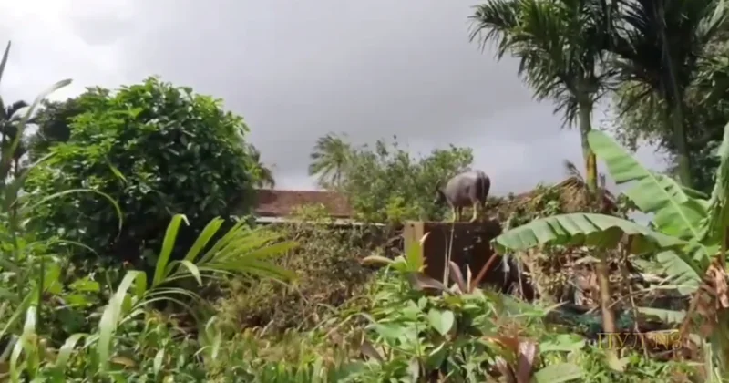 Во Вьетнаме буйвола занесло потоком воды на крышу дома ВИДЕО