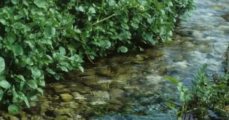 Nə çuğundur, nə brokoli, nə də ispanaq: Dünyanın ən sağlam tərəvəzi açıqlandı