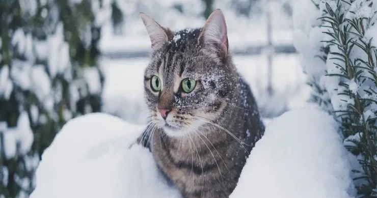 Heyvanların davranışına əsaslanan xalq əfsanələri