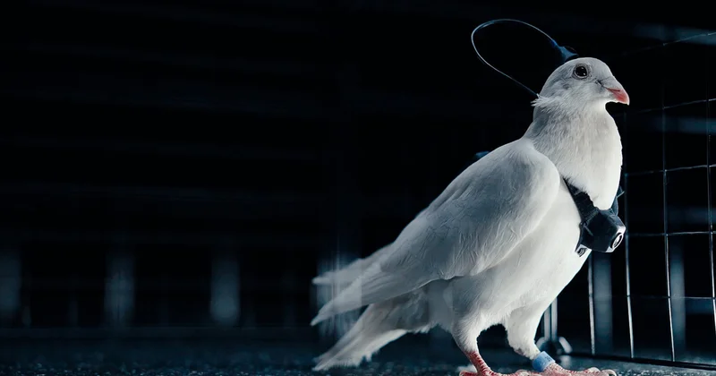 The Sun: в Британии обеспокоены голубями биодронами с чипами в мозге, созданными в России