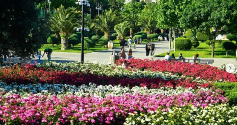 Dənizkənarı Bulvar İdarəsi ağac və bitki alışına yarım milyon manat vəsait xərcləyəcək