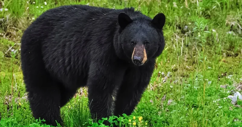Ayı ictimai tualetdə kişiyə hücum edib yaraladı