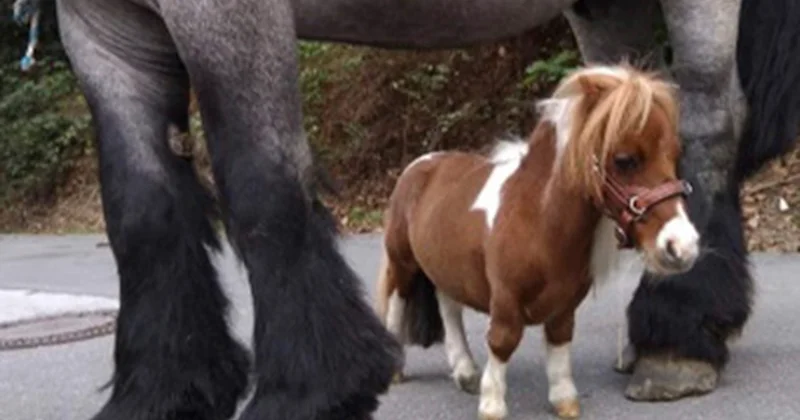 Boyuna görə Ginnesin Rekordlar Kitabına düşdü