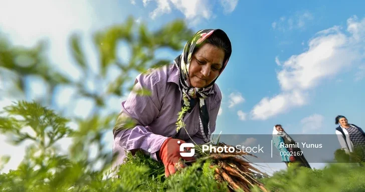 Как Азербайджан защищает свой агросектор: инновационные методы страхования сельхозрисков