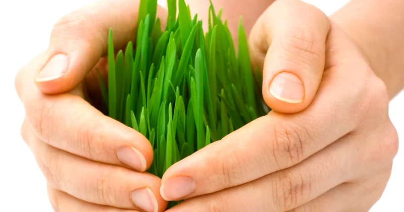 Фермерство под защитой