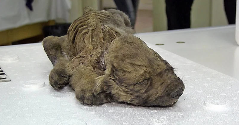 Ученые нашли следы древних собак, переживших извержение супервулкана