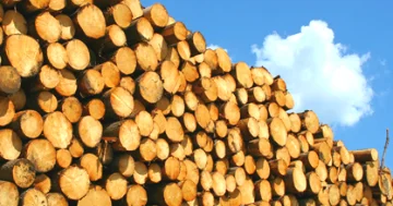 Rusiyanın meşə təsərrüfatı sənayesi çökür...