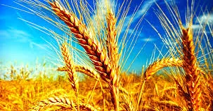 Türkiyə Taxıl İdarəsi Rusiyadan buğda alışını bərpa edib