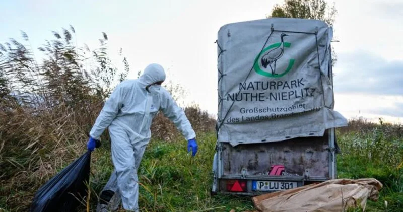 Reuters: Quş qripi virusu COVID 19 dan daha təhlükəli ola bilər