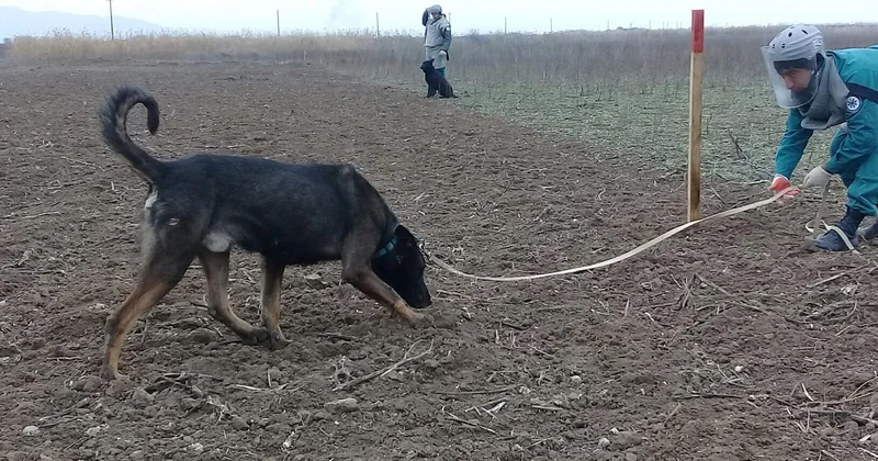 ANAMA itlərin daşınması üçün 1,6 milyonluq maşın alır