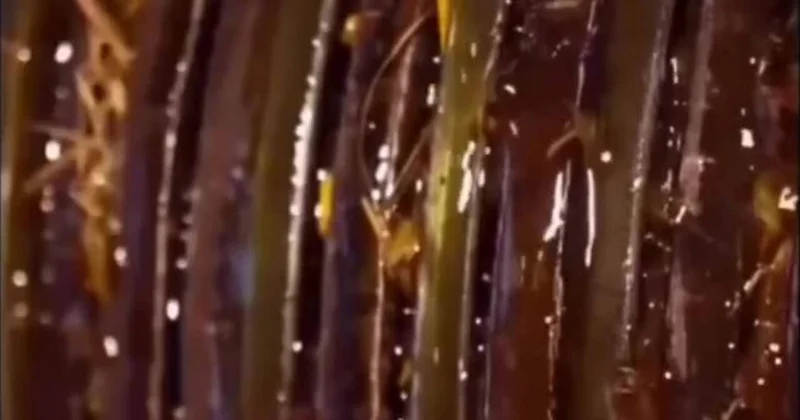 Duru yağı kanalizasiya suyundan hazırlayırlar Artıq alanda iki dəfə düşünəcəksiniz VİDEO