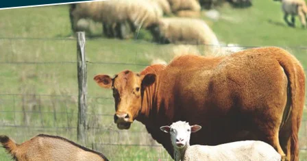 Dünyadakı epizootik vəziyyətə uyğun olaraq müvafiq tədbirlər görülür