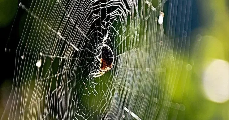 Sizi hörümçək sancsa, nə etməlisiniz? RİSKLƏRİ