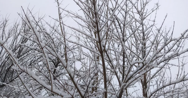 Şimal Qərb rayonları ağ örpəyə büründü FOTO