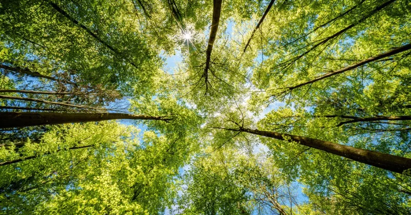 Почему китайцы так любят обниматься с деревьями?