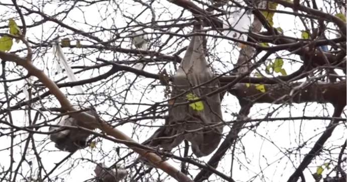 Zibil qutuları var, amma sakinlər qapağı açıb tullantıları atmağa tənbəllik edirlər VİDEO