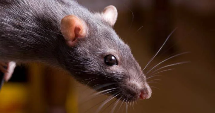 Власти Сиэтла после наводнения обнародовали инструкцию против туалетных крыс Minval Politika