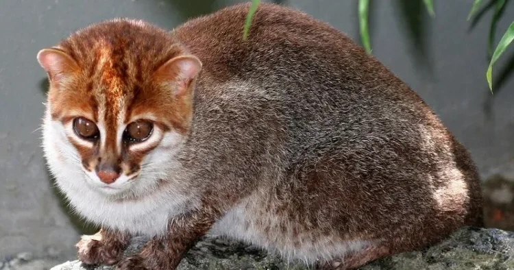30 ildən sonra Sumatra pişikləri TAPILDI